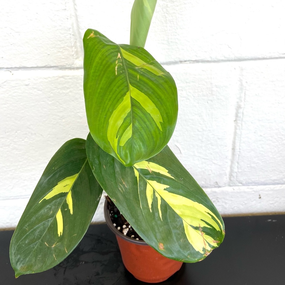 Maranta lubbersiana 🌿